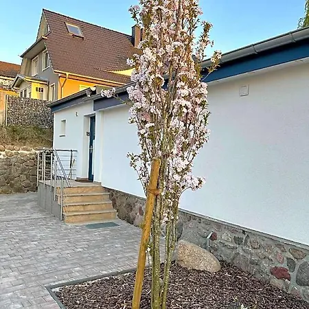 Silbermoewe *